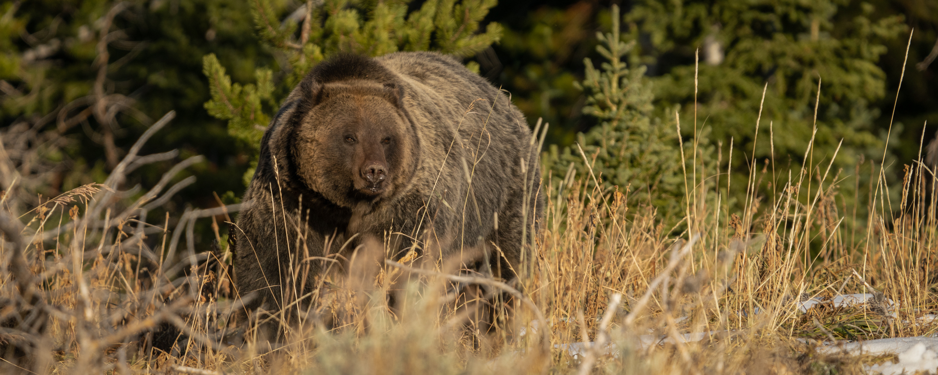 Grizzly Bear Conservation in Yellowstone | Team 399