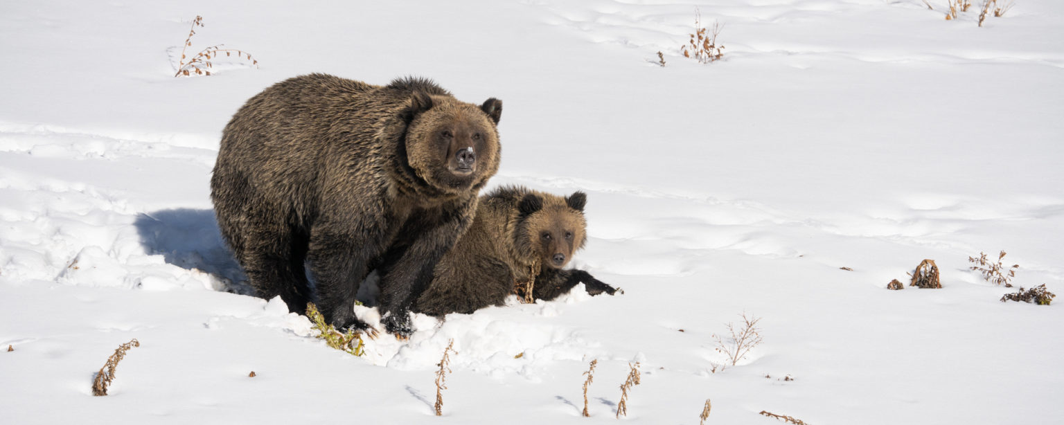 Grizzly Bear Conservation in Yellowstone