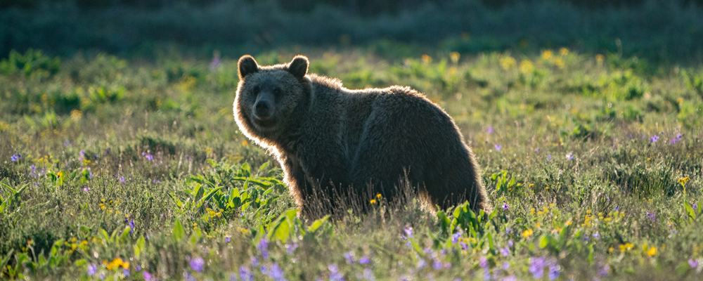 Grand Teton Tour- lone bear