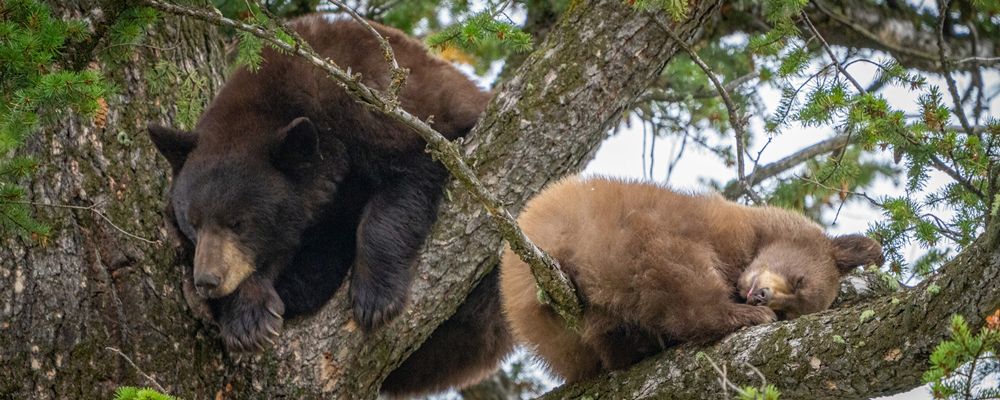Grand Teton Tour- bears in tree