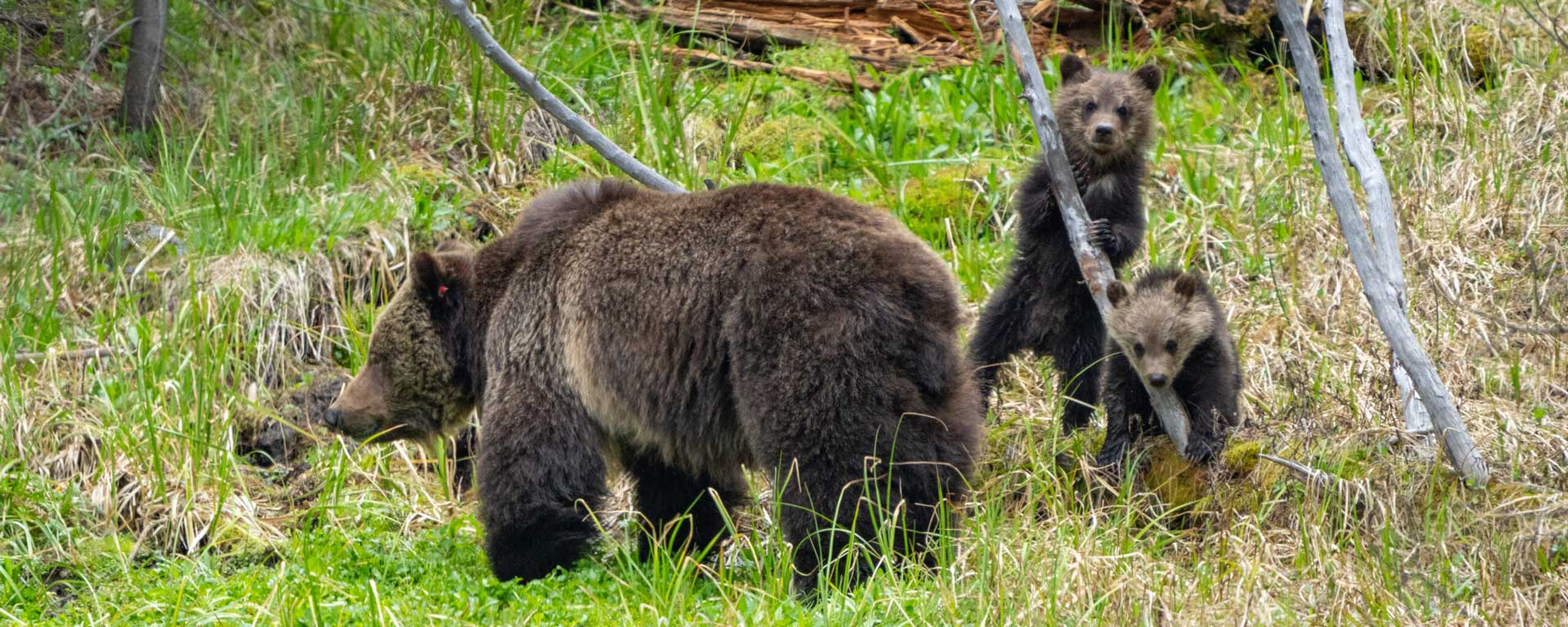 Bear Seen on Yellowstone Tour