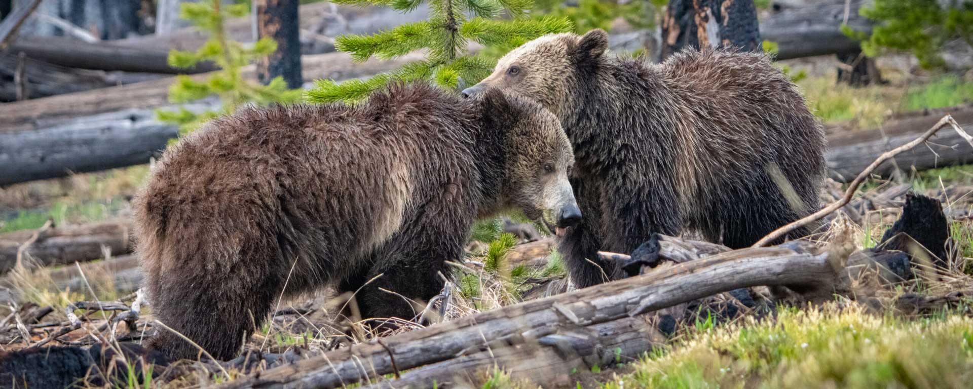 Yellowstone Tour Bears