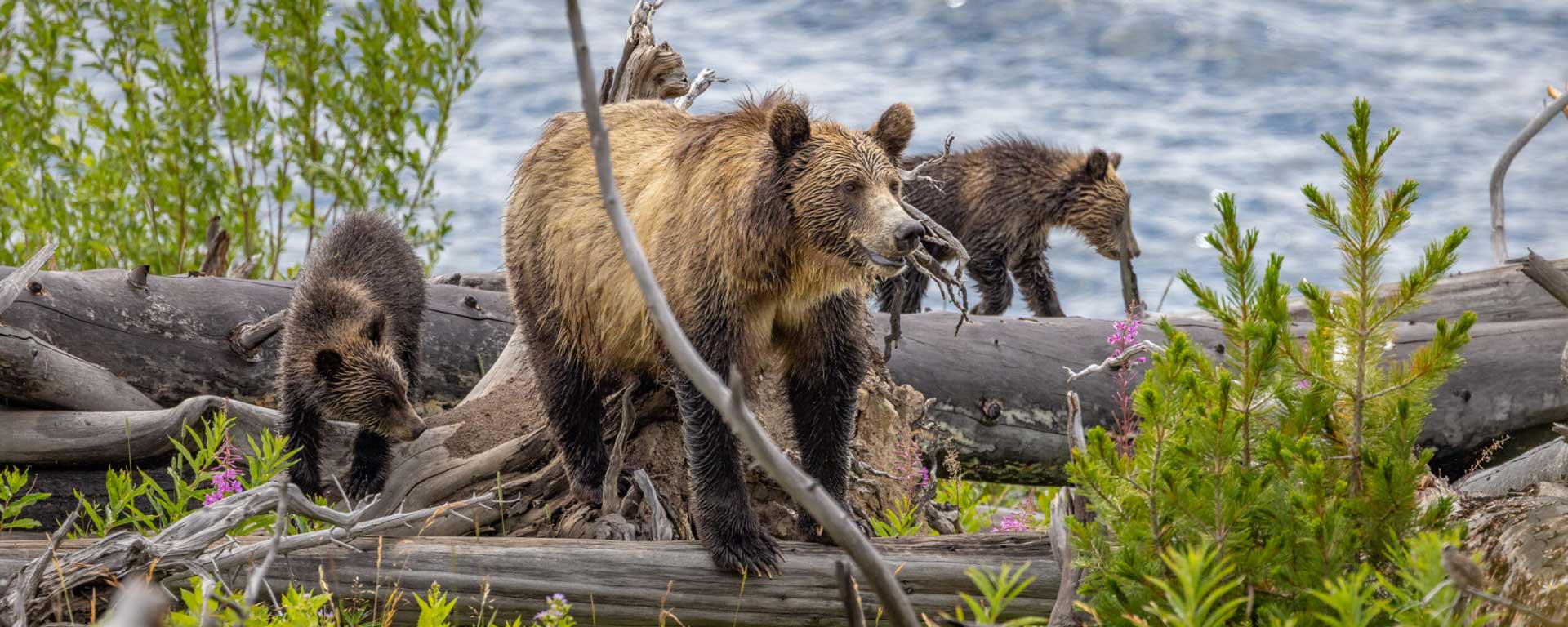 Yellowstone Lake Bears