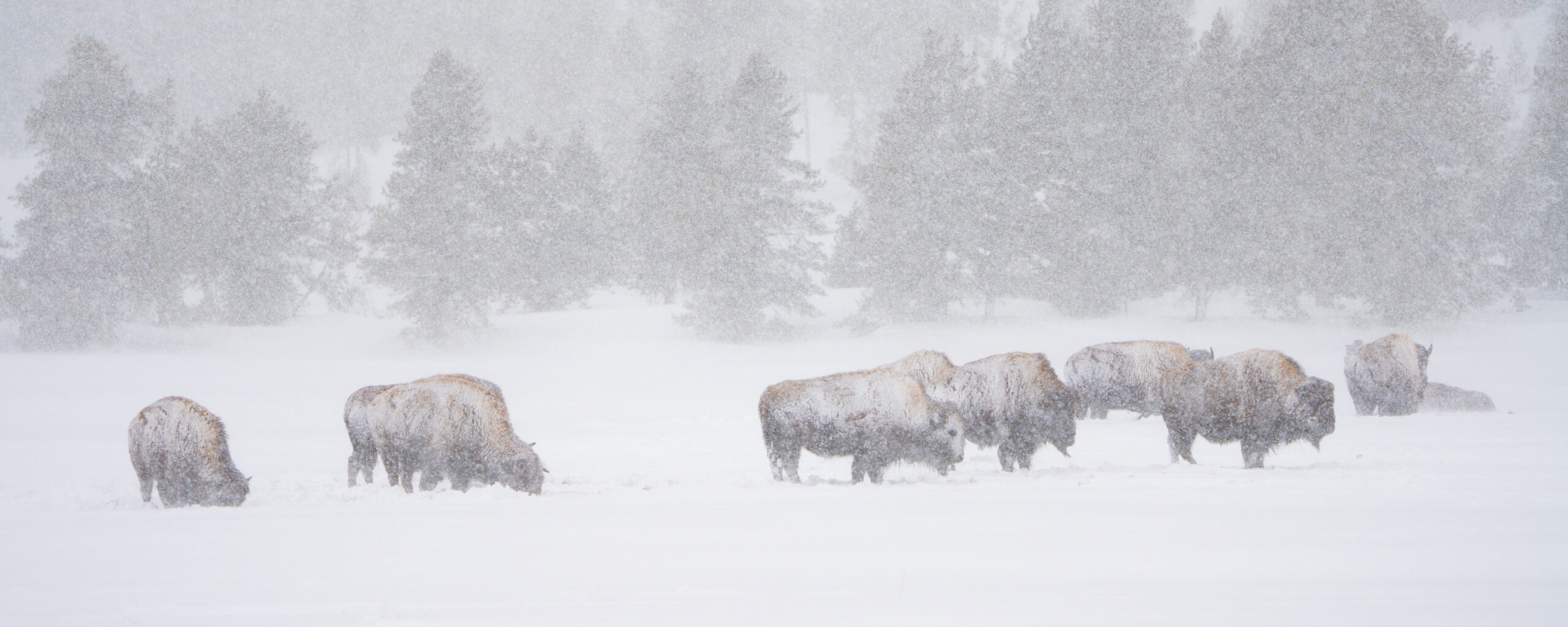 snow covered bison on yellowstone winter tour