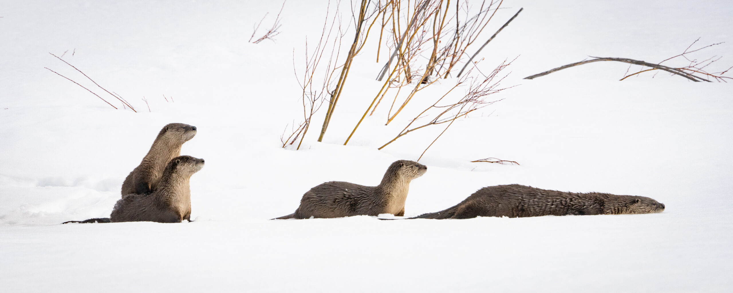 river otters in snow