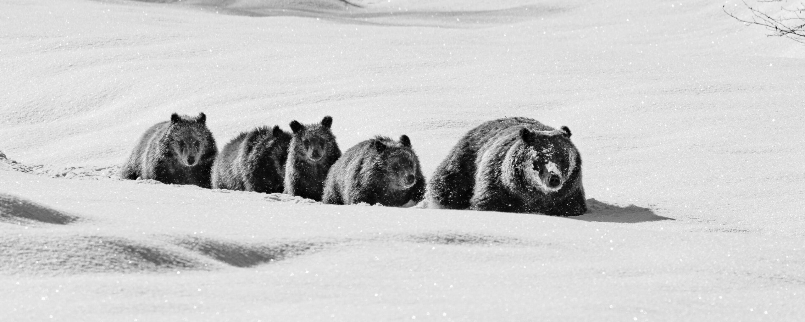 bears walking in snow on yellowstone winter tour